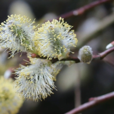 Allergien & Heuschnupfen